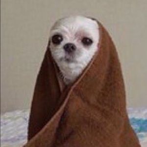 Meet your Posher, Audrey